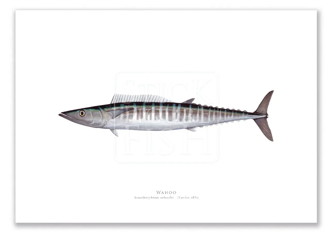 Wahoo, Acanthocybium solandri (Cuvier 1832) - Illustration 1 - Fine Art Print