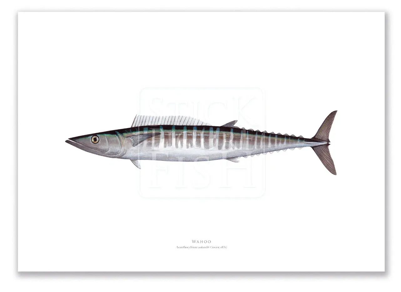 Wahoo, Acanthocybium solandri (Cuvier 1832) - Illustration 1 - Fine Art Print