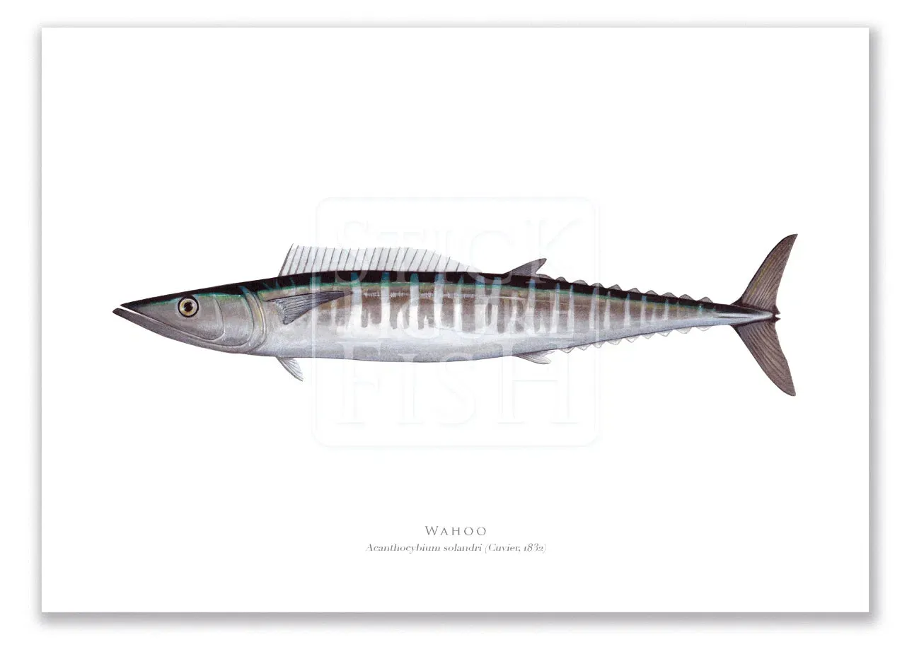 Wahoo, Acanthocybium solandri (Cuvier 1832) - Illustration 1 - Fine Art Print